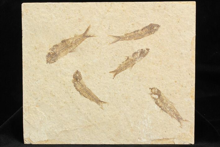 Multiple () Small Knightia Fossil Fish - Wyoming #77146